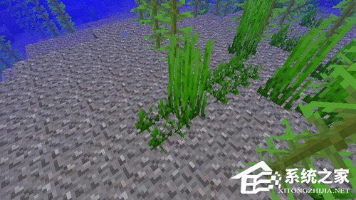 我的世界海草怎么种 我的世界海草种植方法详情